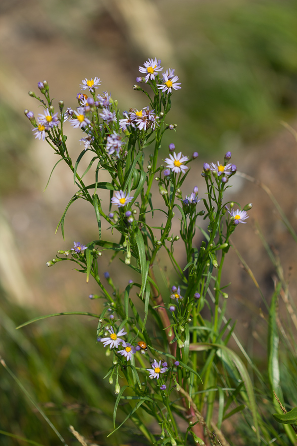 Изображение особи Tripolium pannonicum ssp. tripolium.