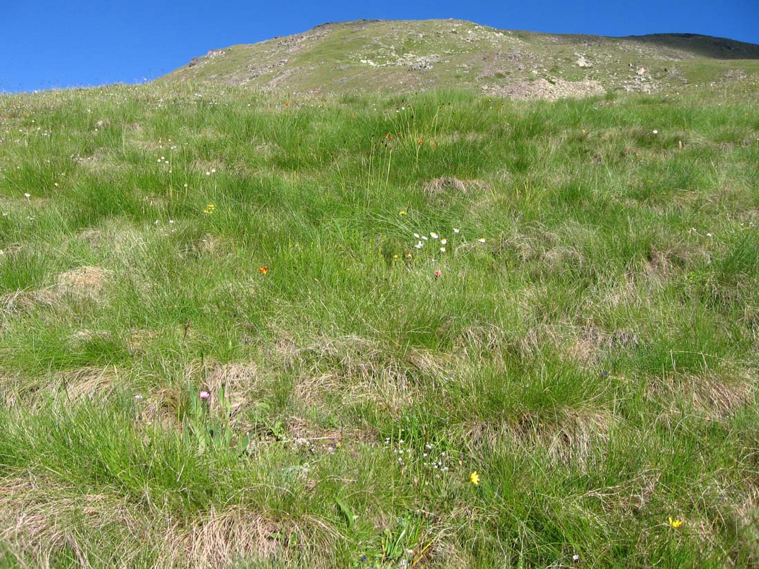 Изображение особи Festuca woronowii.