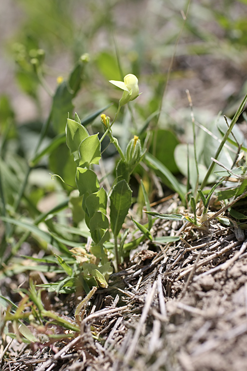 Image of Lathyrus aphaca specimen.