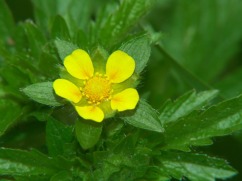 Изображение особи Potentilla norvegica.