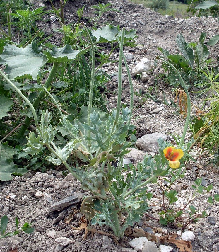 Изображение особи Glaucium corniculatum.