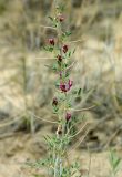 Astragalus villosissimus. Ветвь с цветками. Казахстан, Кызылординская обл., Кармакчинский р-н, саксаульник на песке. 27.04.2011.