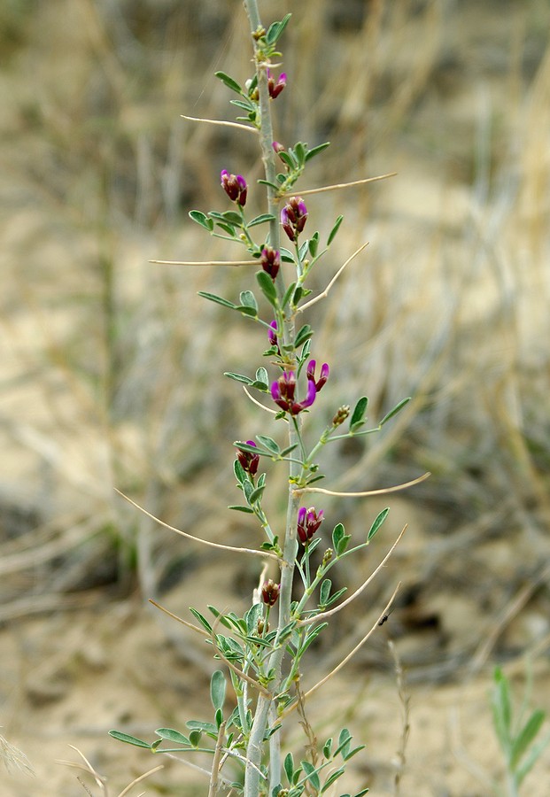 Image of Astragalus villosissimus specimen.