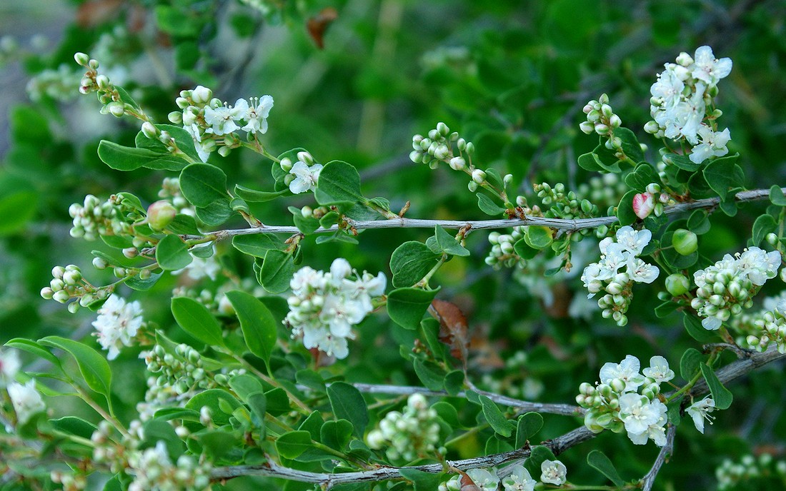 Image of Atraphaxis laetevirens specimen.