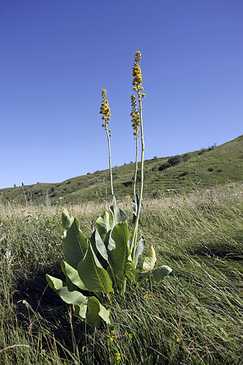 Изображение особи Ligularia heterophylla.