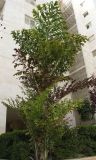 Caryota mitis. Молодое дерево. Израиль, г. Кирьят-Оно, придомовое озеленение. 26.03.2008.