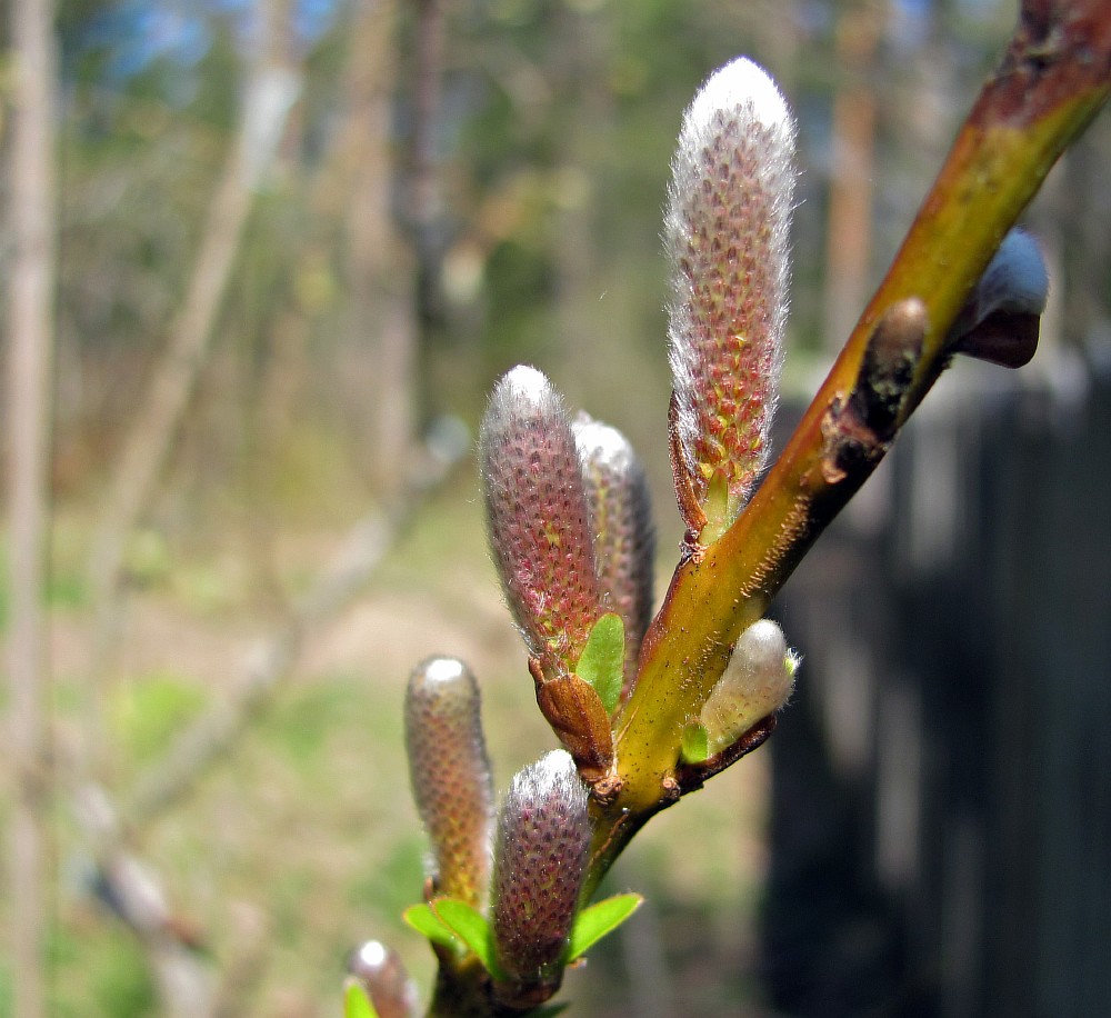 Изображение особи Salix udensis.