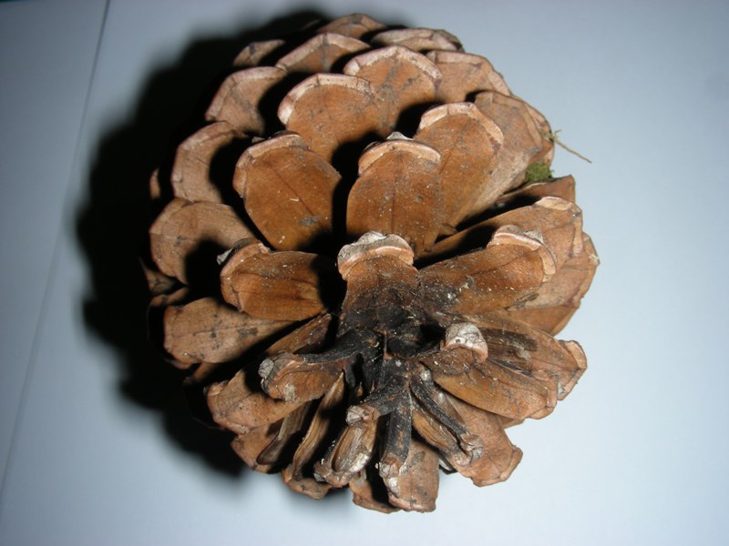 Image of Pinus pinaster specimen.