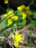 Viola biflora. Цветки. Забайкалье, хребет Кодар. 11.07.2007.