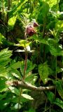 Geum rivale