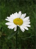 Leucanthemum vulgare. Соцветие. Ленинградская обл., Ломоносовский р-н, окр. дер. Таменгонт. 27.06.2009.