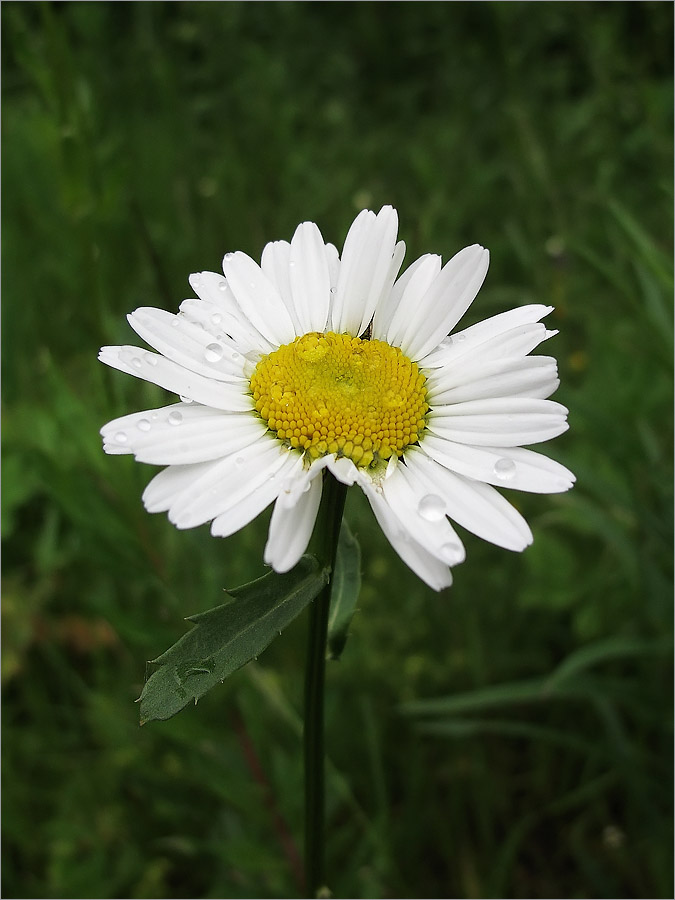 Изображение особи Leucanthemum vulgare.