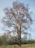 Populus × sibirica. Цветущее крупное мужское дерево. Окр. Архангельска, 21.05.2011.