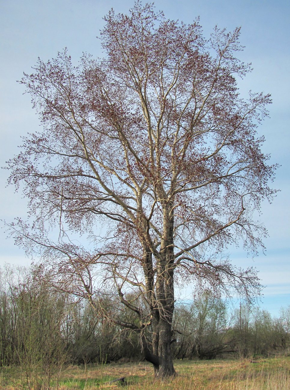 Изображение особи Populus × sibirica.