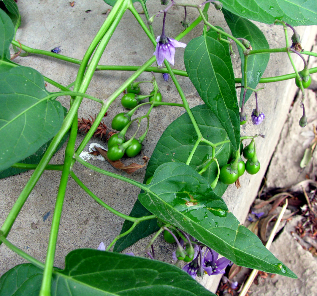 Image of Solanum kitagawae specimen.