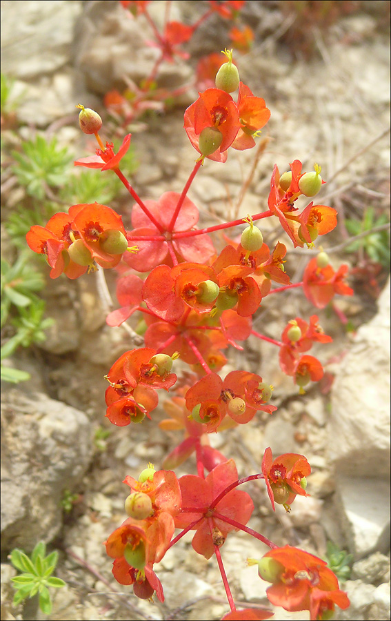 Image of Euphorbia petrophila specimen.