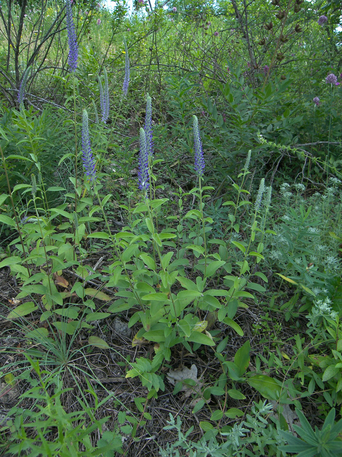 Изображение особи Veronica orchidea.