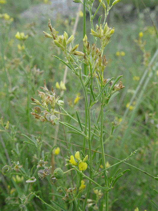 Изображение особи Medicago cancellata.