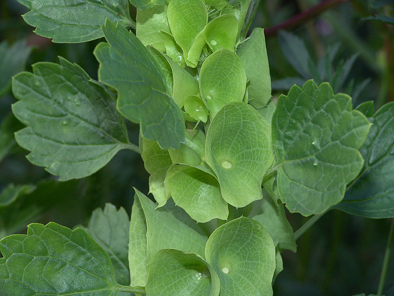 Изображение особи Moluccella laevis.