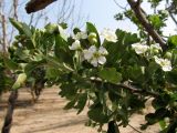 Crataegus azarolus. Цветущая ветвь. Испания, г. Валенсия, учебная делянка Политехнического Университета Валенсии. 3 апреля 2012 г.