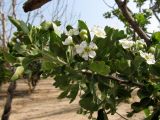 Crataegus azarolus