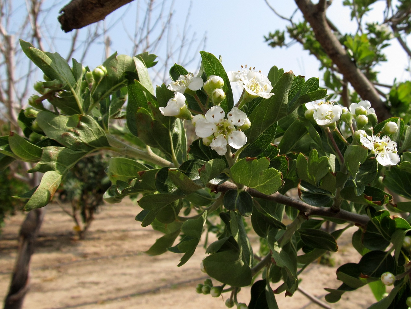 Изображение особи Crataegus azarolus.