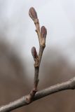 Alnus incana. Побег с набухшими почками. Санкт-Петербург, г. Ломоносов. 22.04.2012.