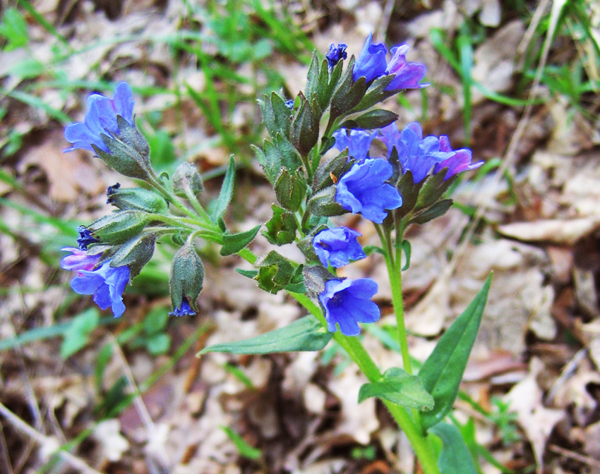 Image of Pulmonaria angustifolia specimen.