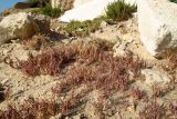 Parapholis marginata. Цветущие растения в зоне забрызга. Израиль, Шарон, г. Герцлия, высокий берег Средиземного моря. 26.04.2012.