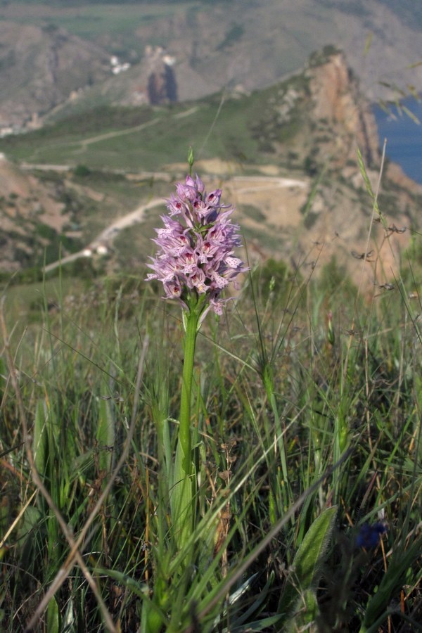 Изображение особи Neotinea tridentata.