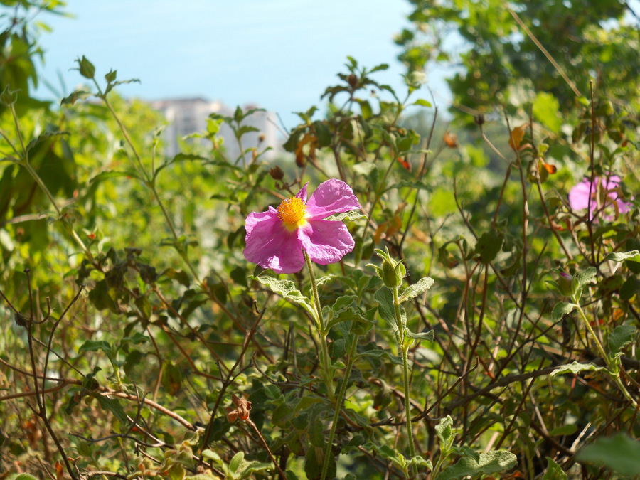 Изображение особи Cistus tauricus.