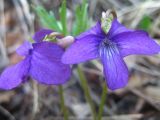 Viola dissecta. Цветки. Республика Саха (Якутия), Томпонский р-н, с. Кескил. 31.05.2012.