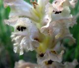 Orobanche caryophyllacea