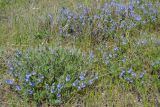 Veronica capsellicarpa