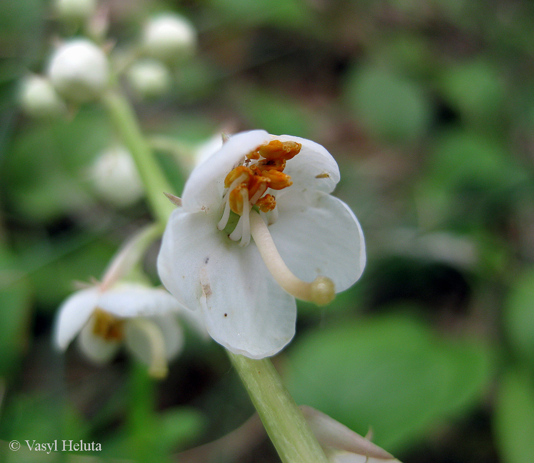 Image of Pyrola rotundifolia specimen.