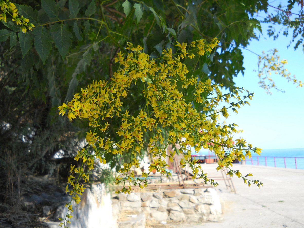 Изображение особи Koelreuteria paniculata.