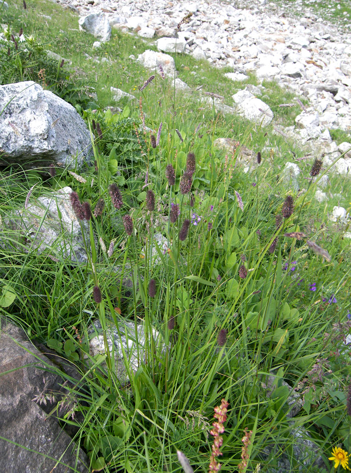 Image of Phleum alpinum specimen.