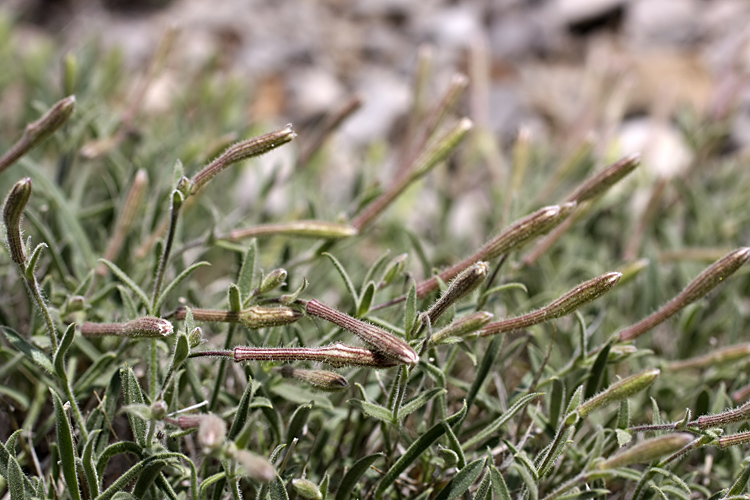 Image of Silene kuschakewiczii specimen.