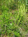 Diphasiastrum &times; zeilleri