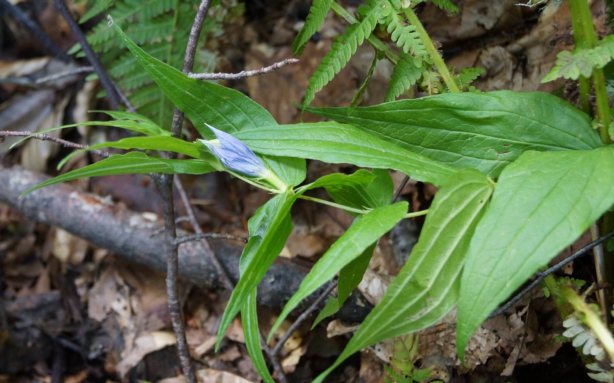 Изображение особи Gentiana schistocalyx.