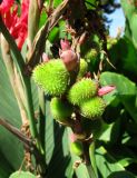 genus Canna. Соплодие. Австрия, Вена, парк Ратхаус. 10.09.2012.