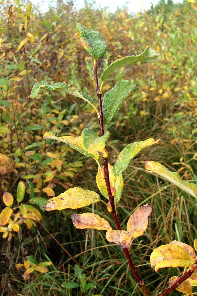 Изображение особи Salix lapponum.