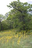 Asphodeline lutea