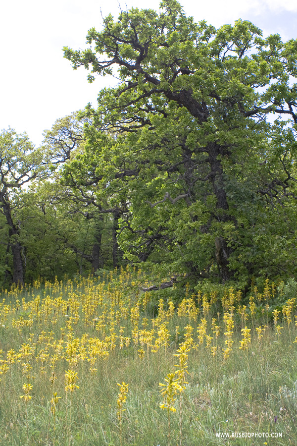 Изображение особи Asphodeline lutea.