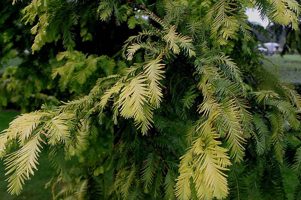 Изображение особи Metasequoia glyptostroboides.