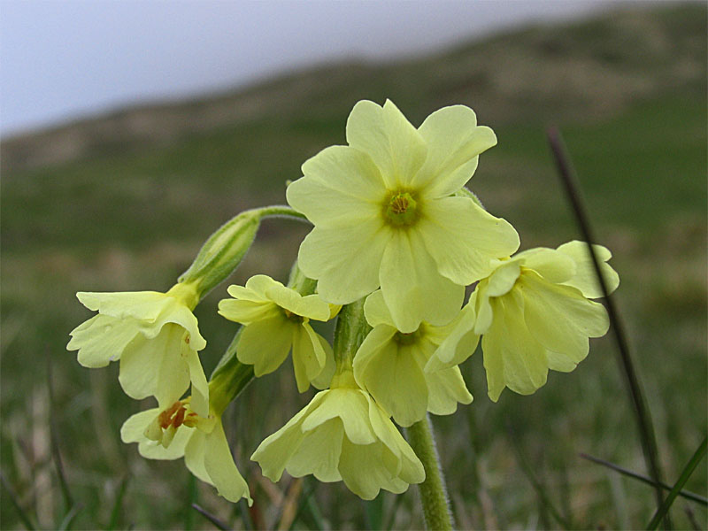 Image of Primula ruprechtii specimen.