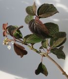 Viburnum plicatum