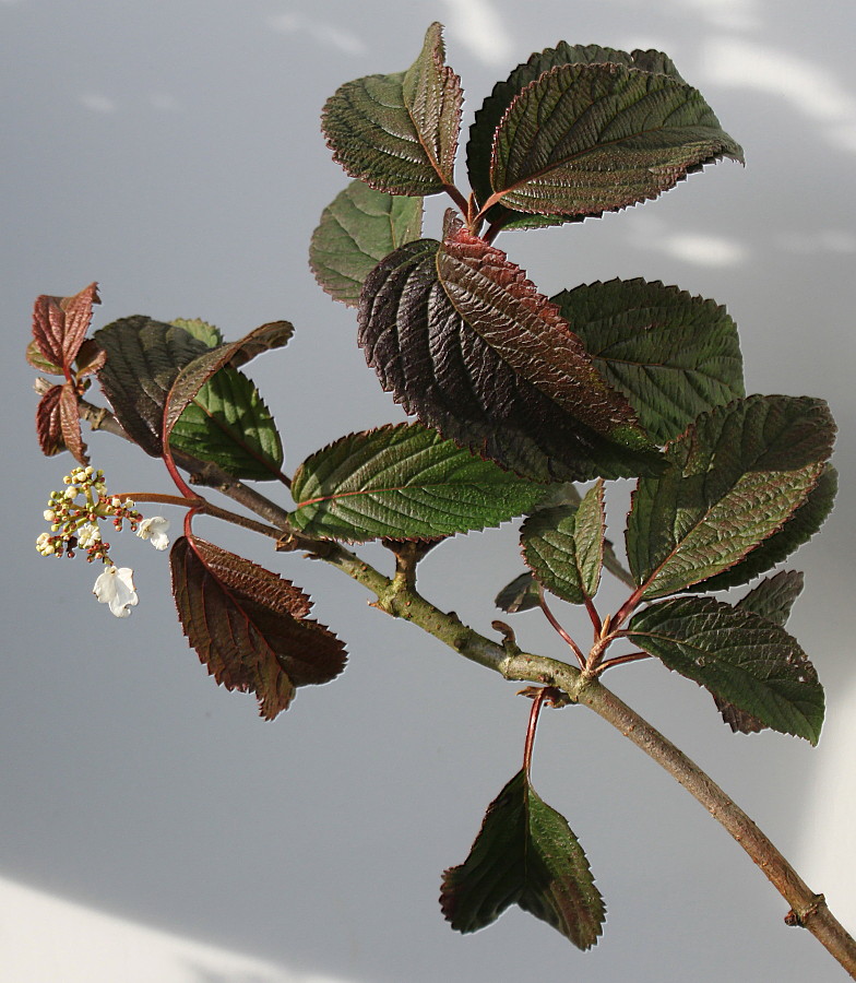 Image of Viburnum plicatum specimen.