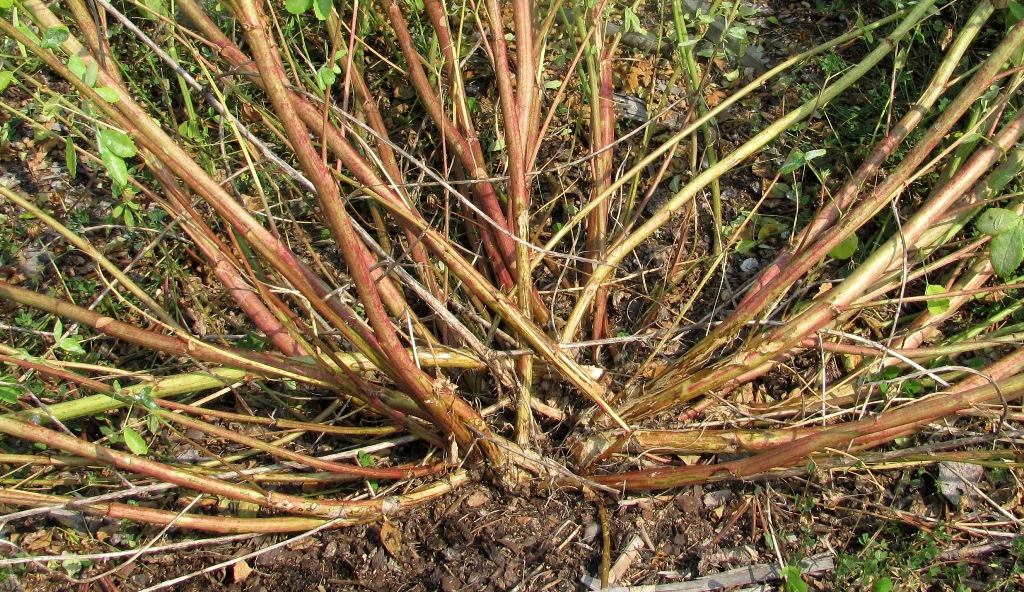 Image of Melilotus albus specimen.