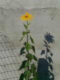 Helianthus tuberosus